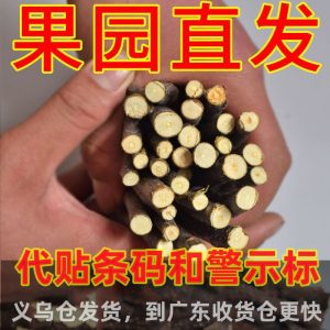 Apple Branch Stick Chew Toy For Hamsters Guinea Pigs Chinchillas Rabbits